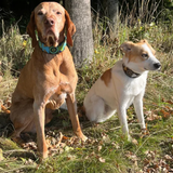 Dog Collar for Hungarian Vizsla