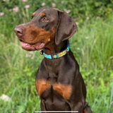 Dog Collar for Doberman
