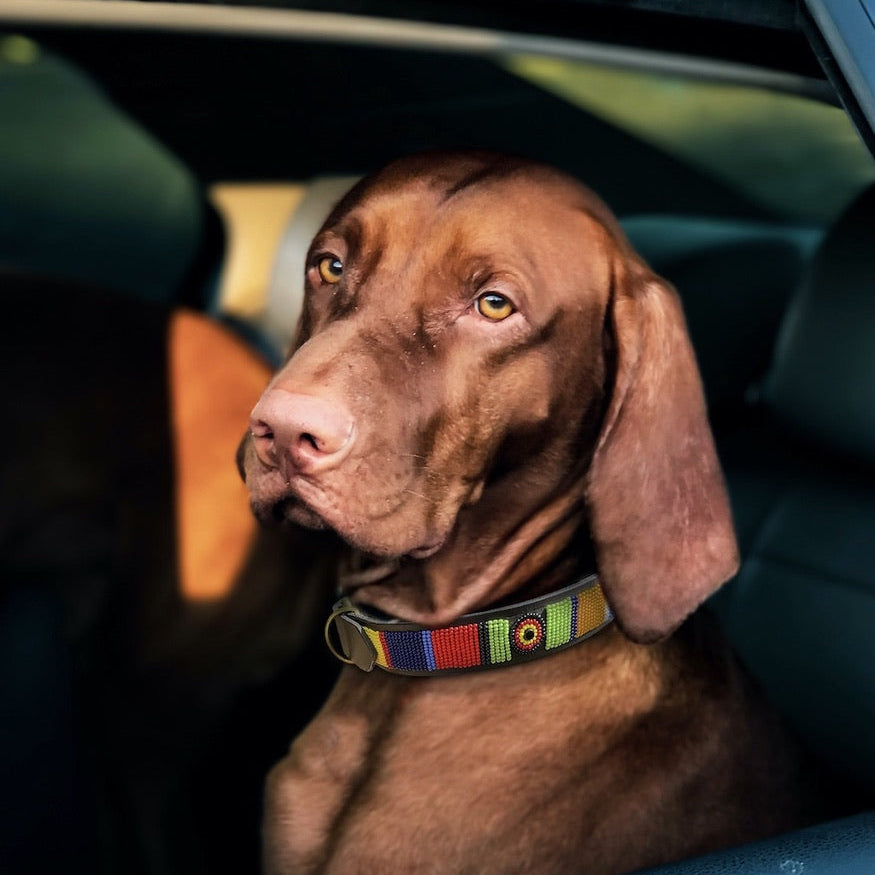 Vizsla dog with a colorful handmade beaded leather Maasai collar sitting inside a car.