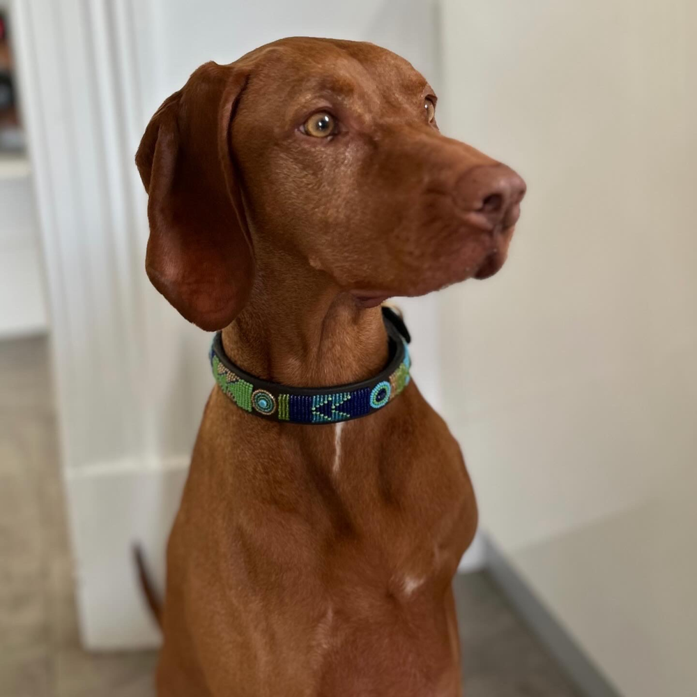 Vizsla dog wearing a colorful beaded leather collar indoors
