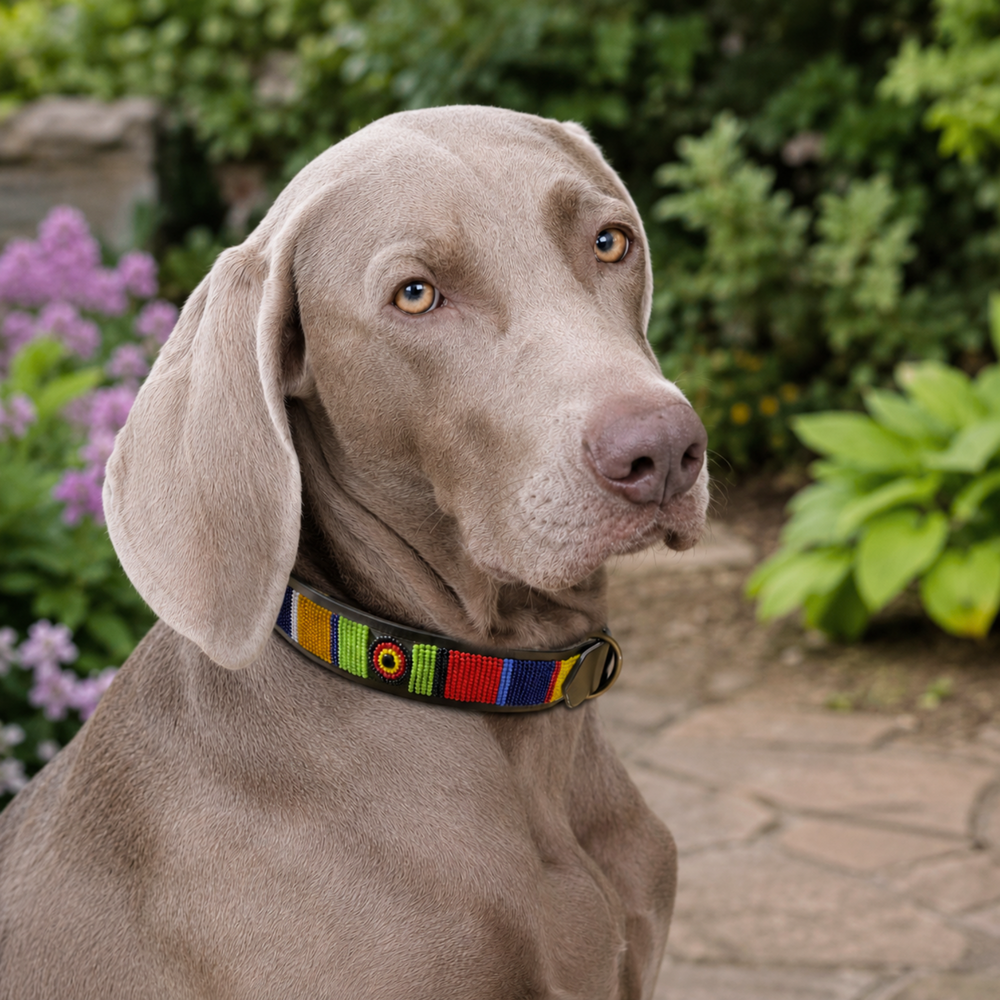 Weimaraner wearing colourful  beaded leather collar