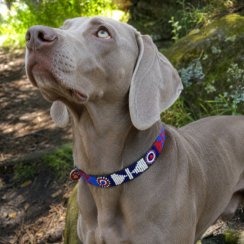 Weimaraner wearing a stunning red white and blue beaded leather dog collar handmade by the Maasai women in Kenya?