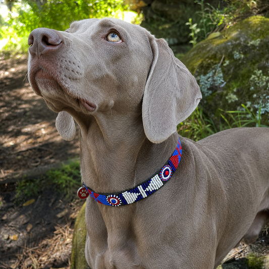 Weimaraner wearing a stunning red white and blue beaded leather dog collar handmade by the Maasai women in Kenya?