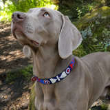Weimaraner wearing a stunning red white and blue beaded leather dog collar handmade by the Maasai women in Kenya?