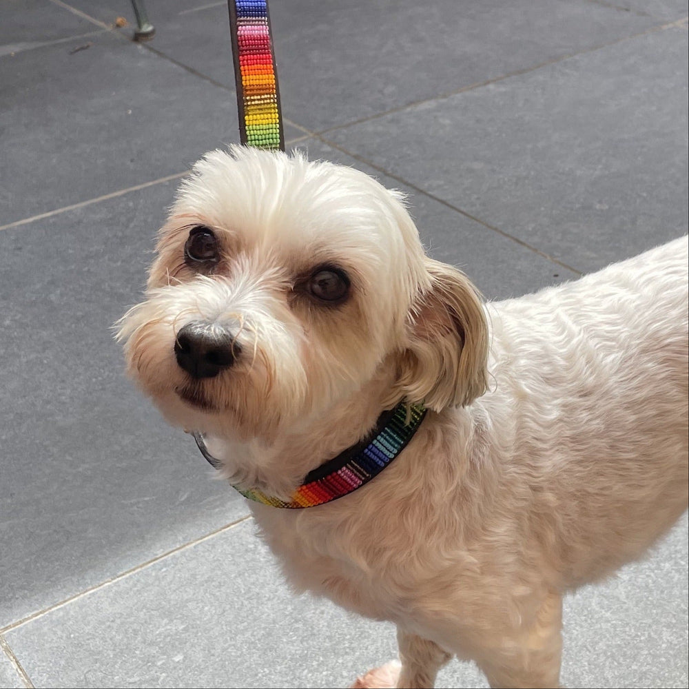 small white dog wearing matching beaded leather collar and leash in Rainbow design from The Maasai Collection 
