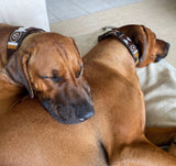 Dog Collar for Rhodesian Ridgeback