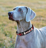 Weimaraner wearing red black and white beaded leather collar